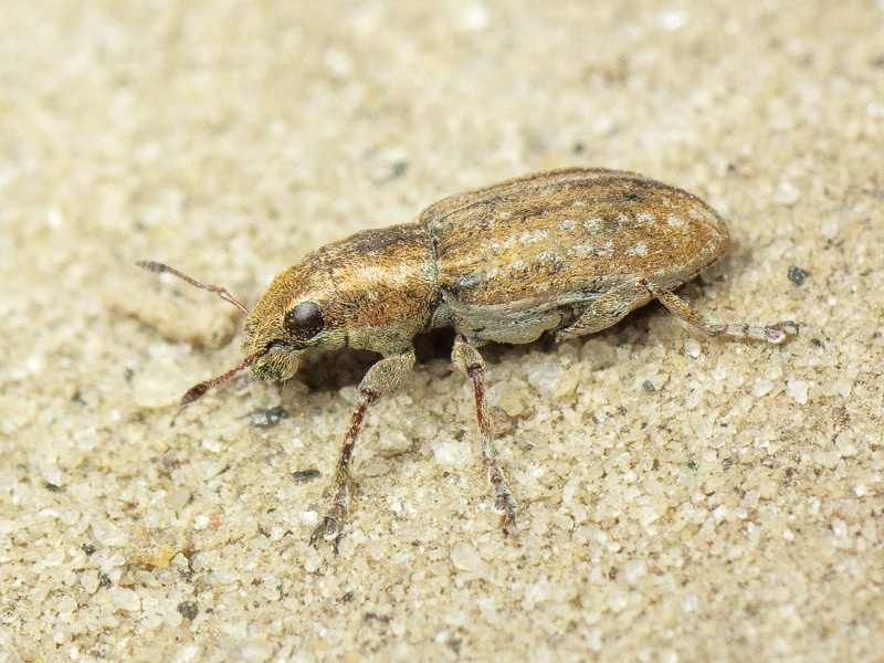 Sitona lepidus Gyllenhal, 1834